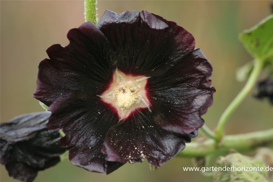 Garten-Stockrose 'Nigra'