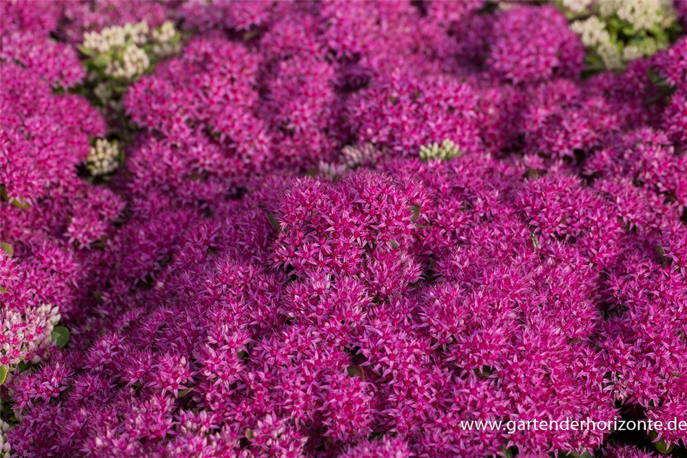 Großes Garten-Fettblatt 'Mr. Goodbud'