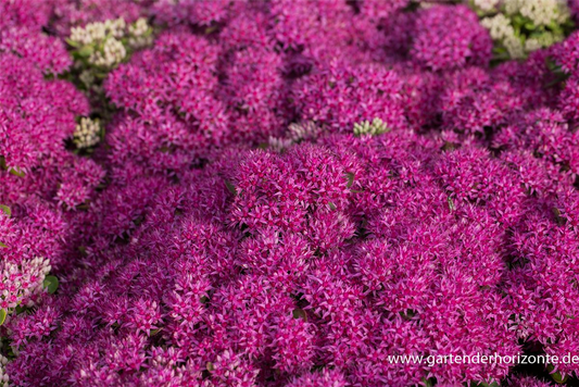 Großes Garten-Fettblatt 'Mr. Goodbud'