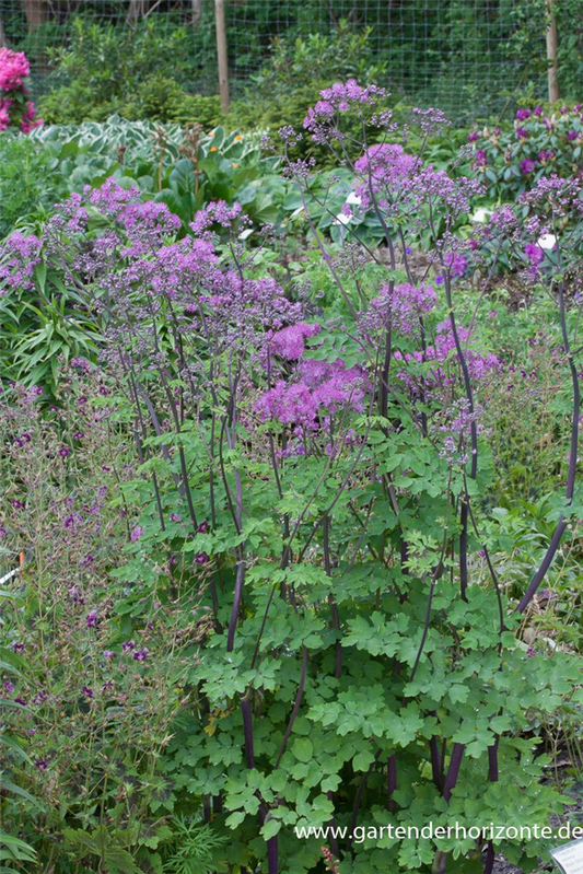 Akeleiblättrige Wiesenraute 'Black Stockings'