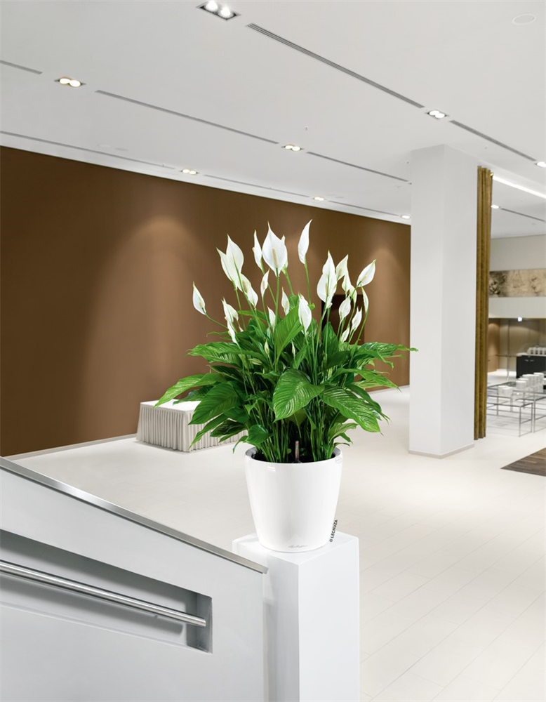 LECHUZA CLASSICO Premium LS 43