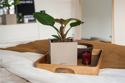 LECHUZA CANTO Stone 14