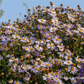 Garten-Schönaster 'Madiva'