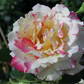 Edelrose 'Camille Pissaro'