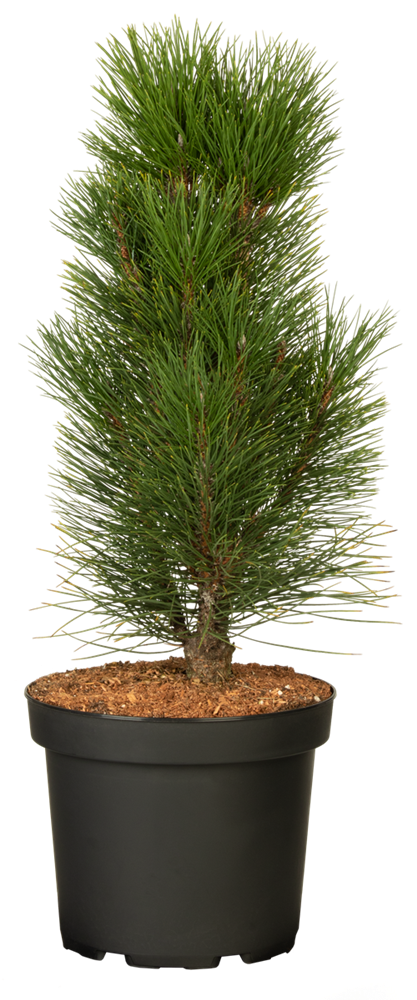 Schwarzkiefer 'Green Tower'