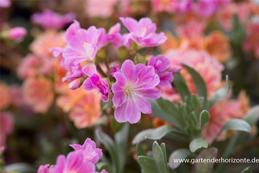 Garten-Bitterwurz 'Regenbogen'