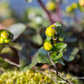 Caltha palustris