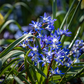 Sibirischer Blaustern  - 10 Blumenzwiebeln