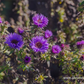 Garten-Raublatt-Aster 'Purple Dome'