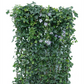 Hedera helix 'Woerneri' mit Clematis