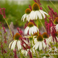 Garten-Scheinsonnenhut 'Alba'