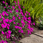Geranium cinereum subcaulesc.'Giuseppii'