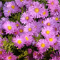 Garten-Kissen-Aster 'Kassel'