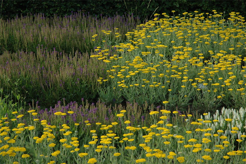 Hohe Garten-Gold-Garbe 'Coronation Gold'