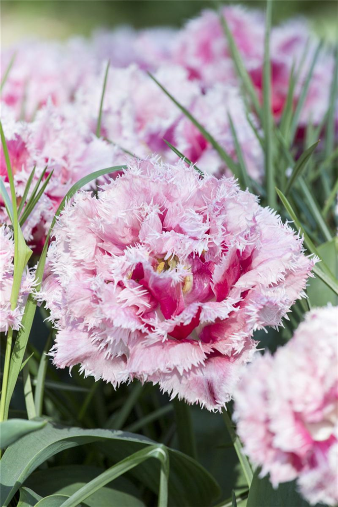 Tulpe 'Queensland' - 7 Blumenzwiebeln