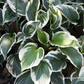 Hosta x fortunei 'Minuteman'