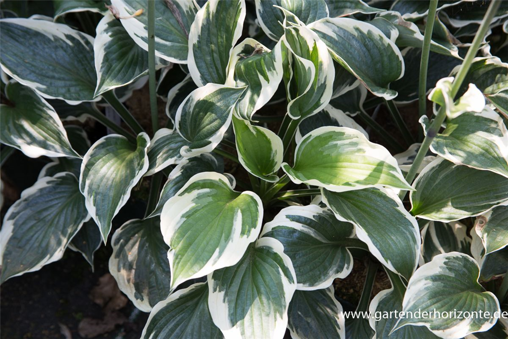Hosta x fortunei 'Minuteman'