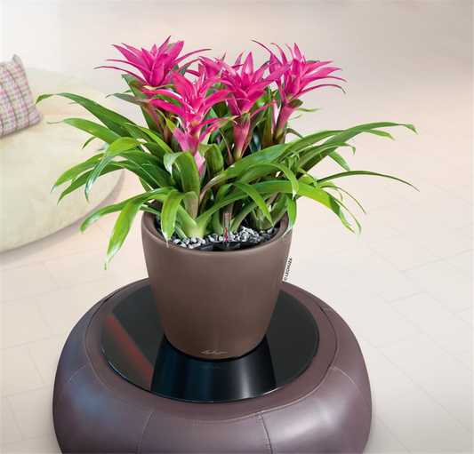 LECHUZA CLASSICO Premium 60