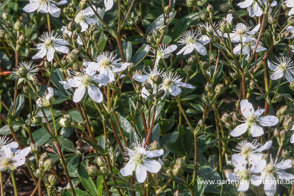 Fingerstrauch 'Nuuk'