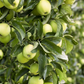 Apfel 'Golden Delicious'