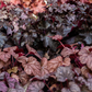 Garten-Silberglöckchen 'Obsidian'