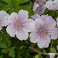 Geranium himalayense 'Derrick Cook'