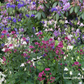 Astrantia major 'Venice'  -R-