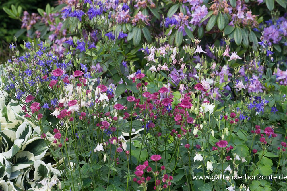 Astrantia major 'Venice'  -R-