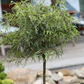 Rotbuche 'Mercedes'