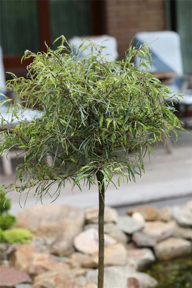 Rotbuche 'Mercedes'