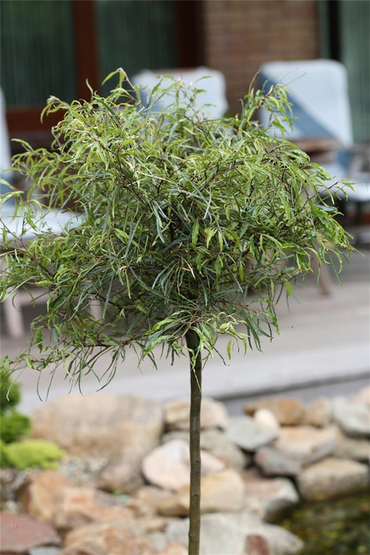 Rotbuche 'Mercedes'