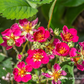 Garten-Zier-Erdbeere 'Red Ruby'