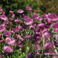 Astrantia major 'Roma'  -R-