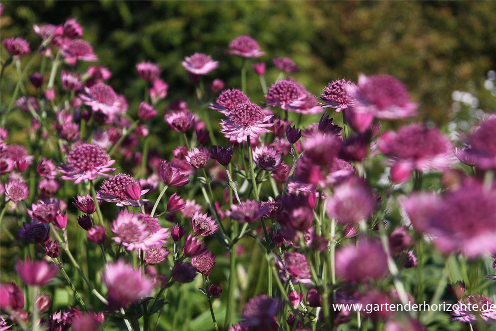 Astrantia major 'Roma'  -R-