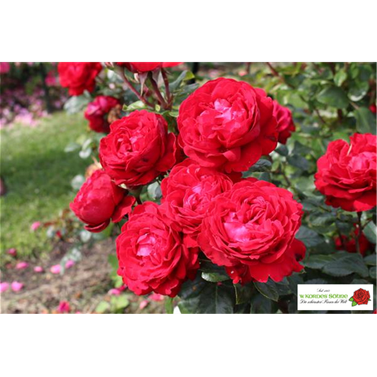 Edelrose 'Tiamo'®(s)