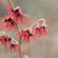 Zaubernuss 'Diane'