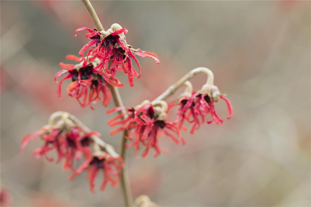 Zaubernuss 'Diane'