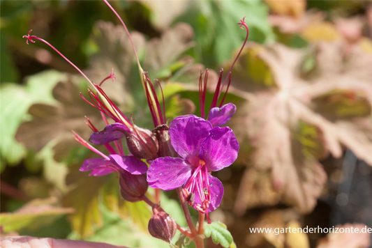 Geranium macrorrhizum 'Czakor'