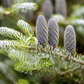 Koreatanne 'Silberlocke'