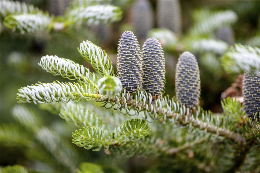 Koreatanne 'Silberlocke'