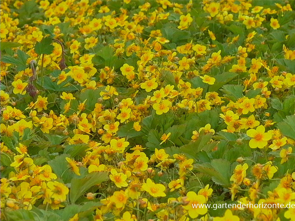 Dreiblättrige Waldsteinie