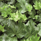 Hedera helix 'Green Ripple', 12er Set