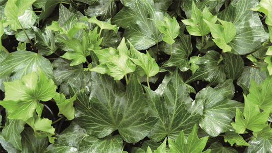 Hedera helix 'Green Ripple', 12er Set