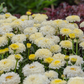 Großblumige Garten-Margerite 'Luna'®