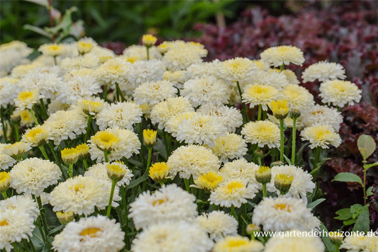 Großblumige Garten-Margerite 'Luna'®