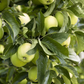Apfel 'Golden Delicious'
