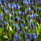 Breitblättrige Traubenhyazinthe - 10 Blumenzwiebeln