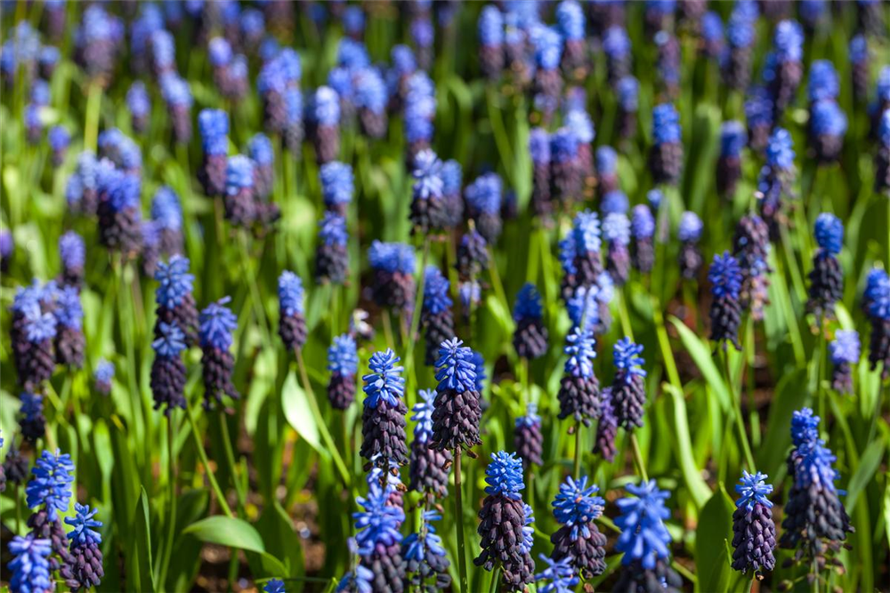 Breitblättrige Traubenhyazinthe - 10 Blumenzwiebeln