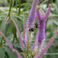 Garten-Kandelaberehrenpreis 'Fascination'