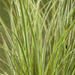 Carex acuta